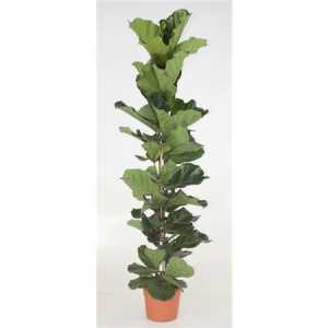 Ficus Lyrata 1pp