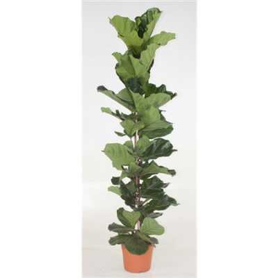 Ficus Lyrata 1pp