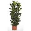 Ficus Lyrata 3pp
