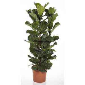 Ficus Lyrata 3pp