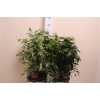 Ficus Mix