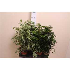 Ficus Mix