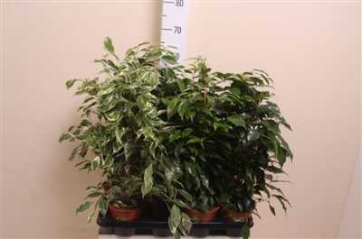 Ficus Mix