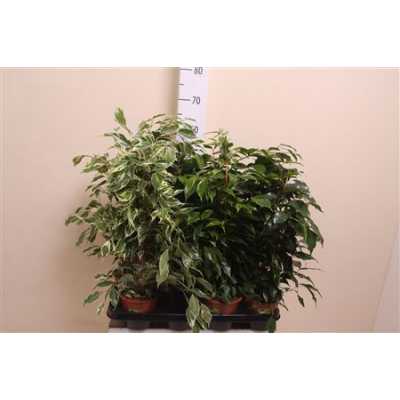 Ficus Mix