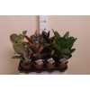Ficus Mix Elastica