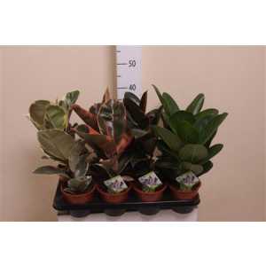 Ficus Mix Elastica