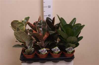 Ficus Mix Elastica