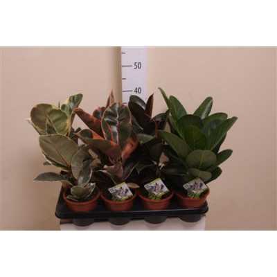 Ficus Mix Elastica