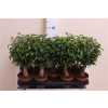 Ficus Natasja Jute Stam