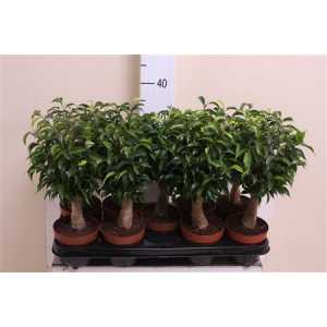 Ficus Natasja Jute Stam