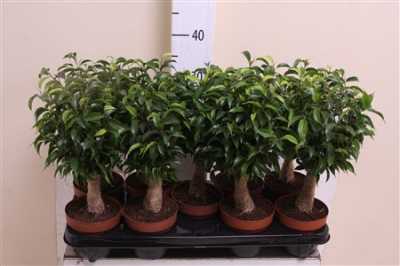 Ficus Natasja Jute Stam