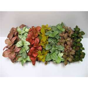 Fittonia Mix