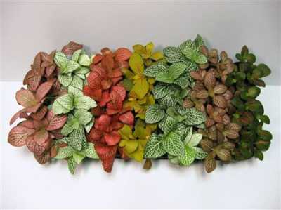 Fittonia Mix