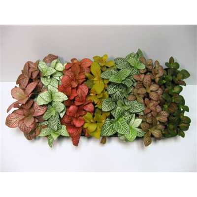 Fittonia Mix