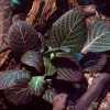 Fittonia Red