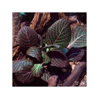 Fittonia Red