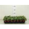 Fittonia White