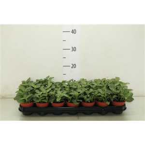 Fittonia White