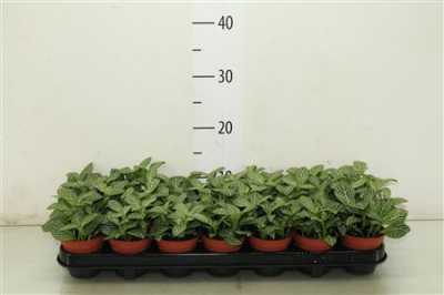 Fittonia White