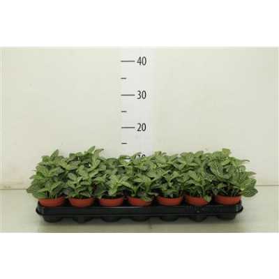 Fittonia White
