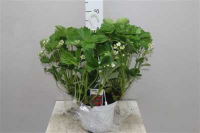 Fragaria(aardbei) Hang