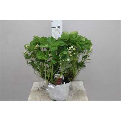Fragaria(aardbei) Hang