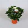 Gardenia