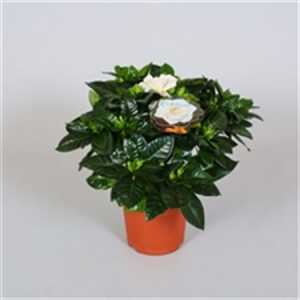 Gardenia