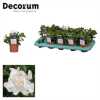 Gardenia
