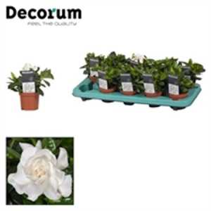 Gardenia
