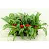 Guzmania Tempo