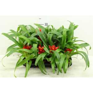 Guzmania Tempo