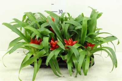 Guzmania Tempo