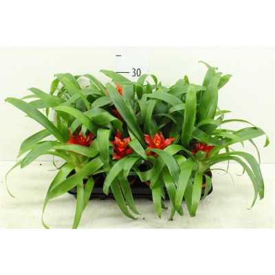 Guzmania Tempo