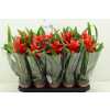 ГУЗМАНИЯ Guzmania Allura D15 H65 X8