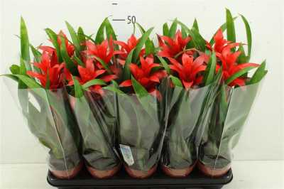 ГУЗМАНИЯ Guzmania Allura D15 H65 X8