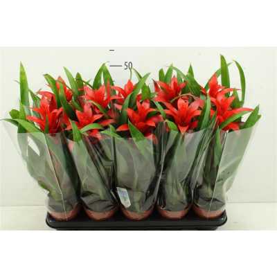 ГУЗМАНИЯ Guzmania Allura D15 H65 X8