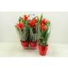 Guzmania Allura Keramiek