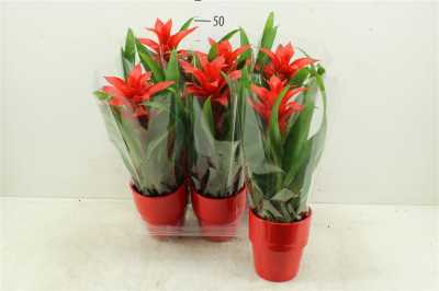 Guzmania Allura Keramiek