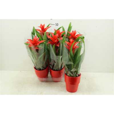 Guzmania Allura Keramiek