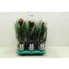 Guzmania Alto
