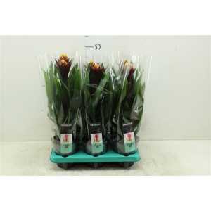Guzmania Alto