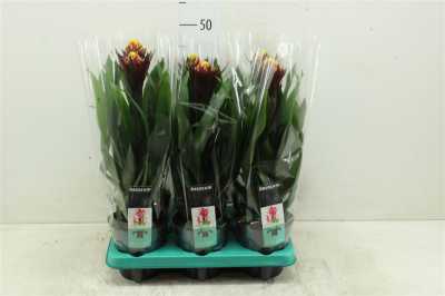 Guzmania Alto