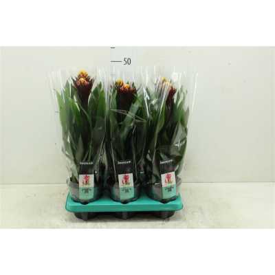 Guzmania Alto