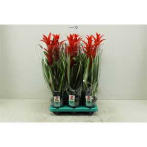 Guzmania Bandera