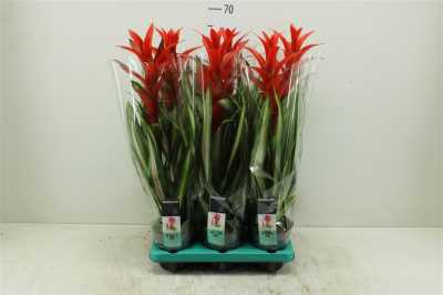 Guzmania Bandera