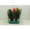 Guzmania Bol Gemengd