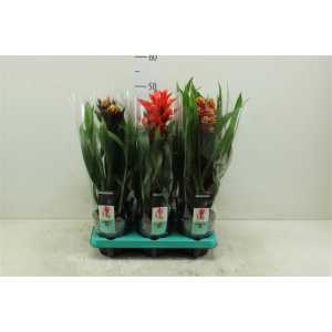 Guzmania Bol Gemengd