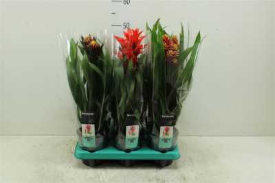 Guzmania Bol Gemengd