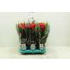Guzmania Calypso